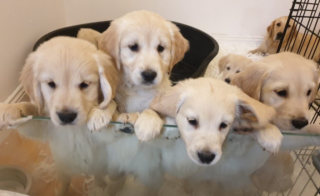gumtree golden retriever for sale